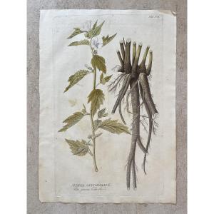 Joseph Jacob Von Plenck - 18th Century Herbarium - Medicinal Plant - Icons Plantarum Medicinalium