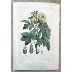 Flora Of The West Indies By François Richard De Tussac - Hibiscus - Poiteau - Bouquet