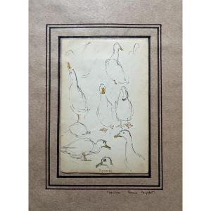 Jane Poupelet - Attributed To - Drawing - Pen And Watercolor Highlights - Study Of A Duck