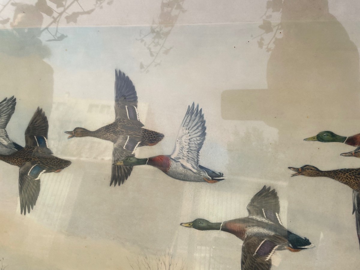 The Mallards Of Riab-photo-3