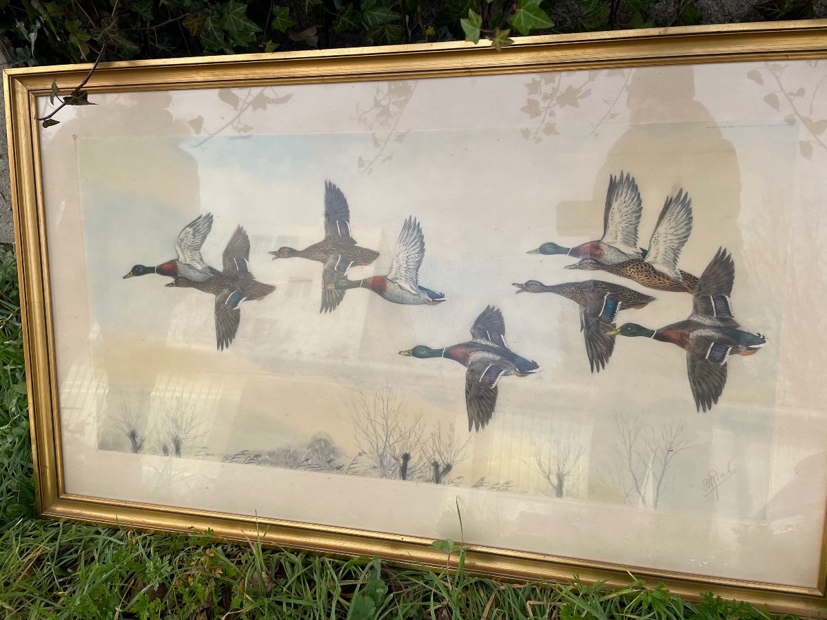 The Mallards Of Riab