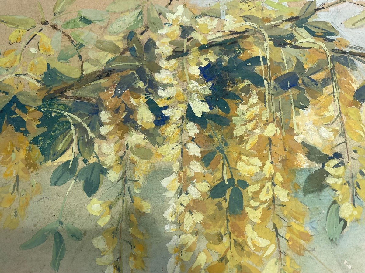 Wisteria-photo-8