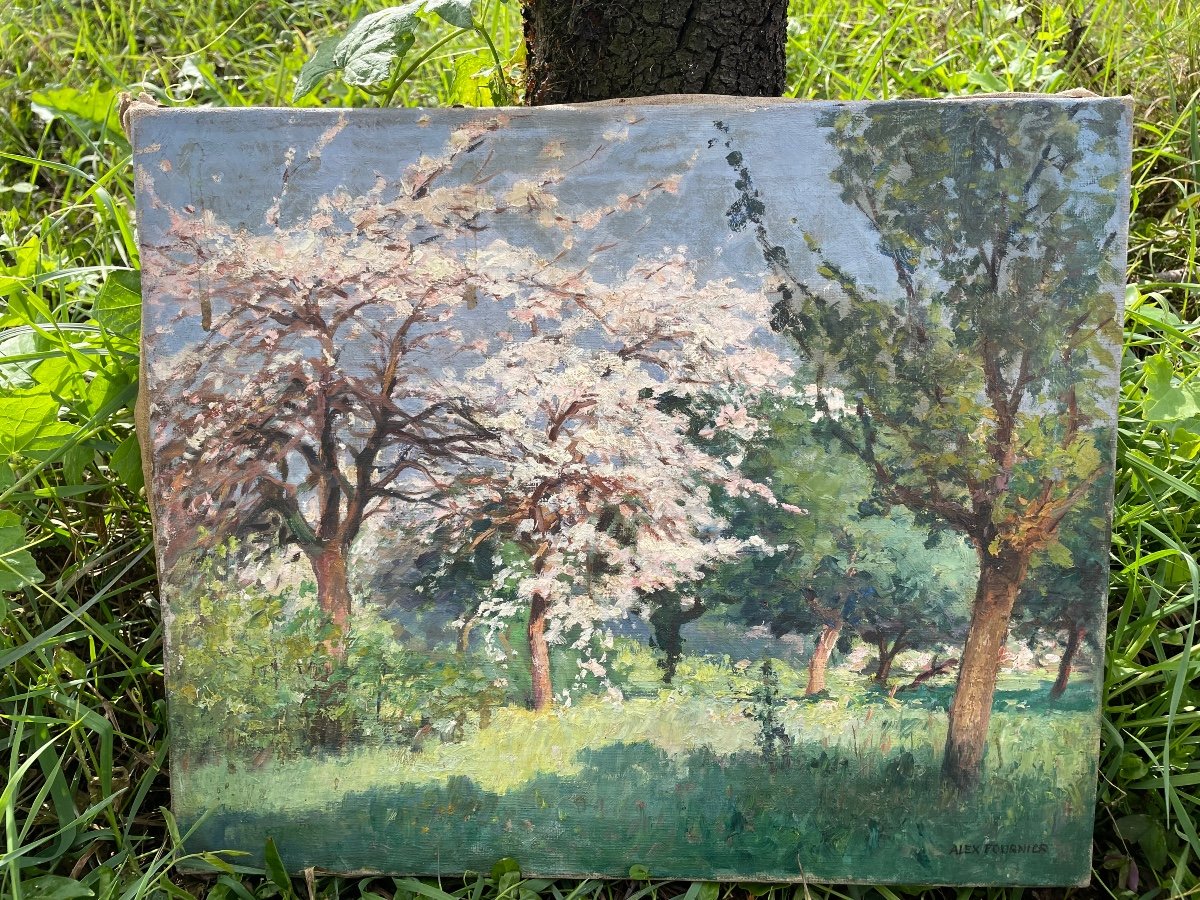 Spring And Its Flowering Trees -photo-4