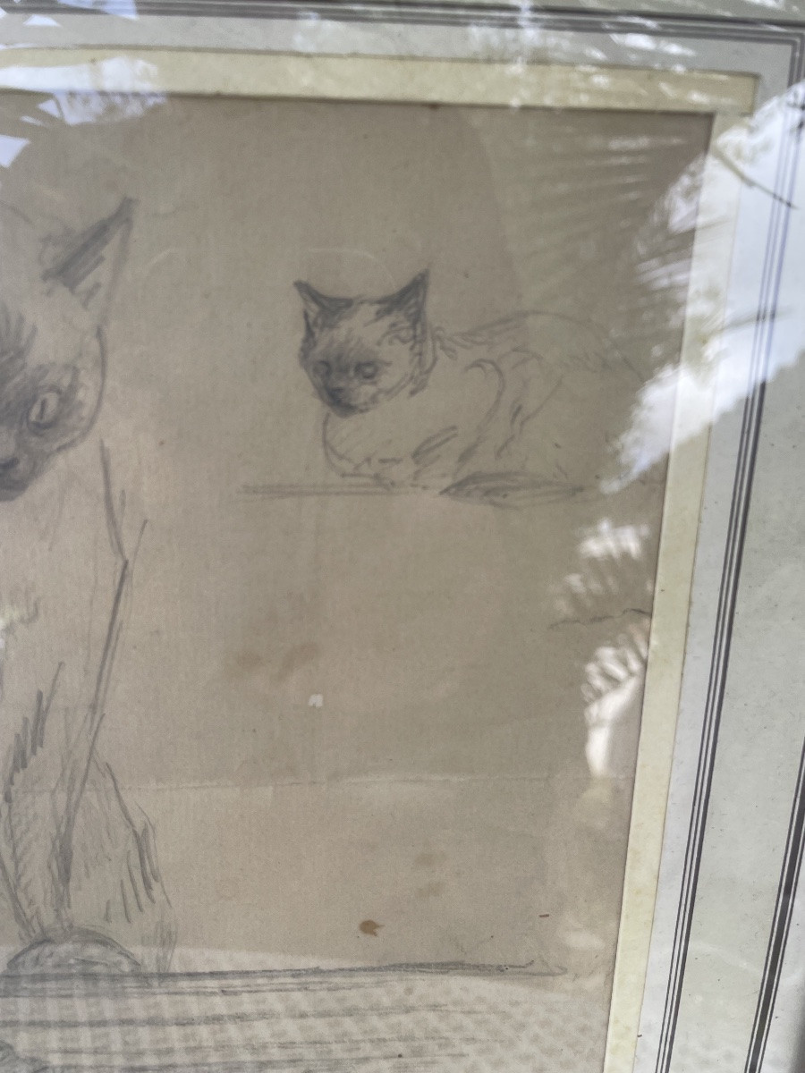 Drawing Of The Siamese Cat By Yau Laur -photo-4