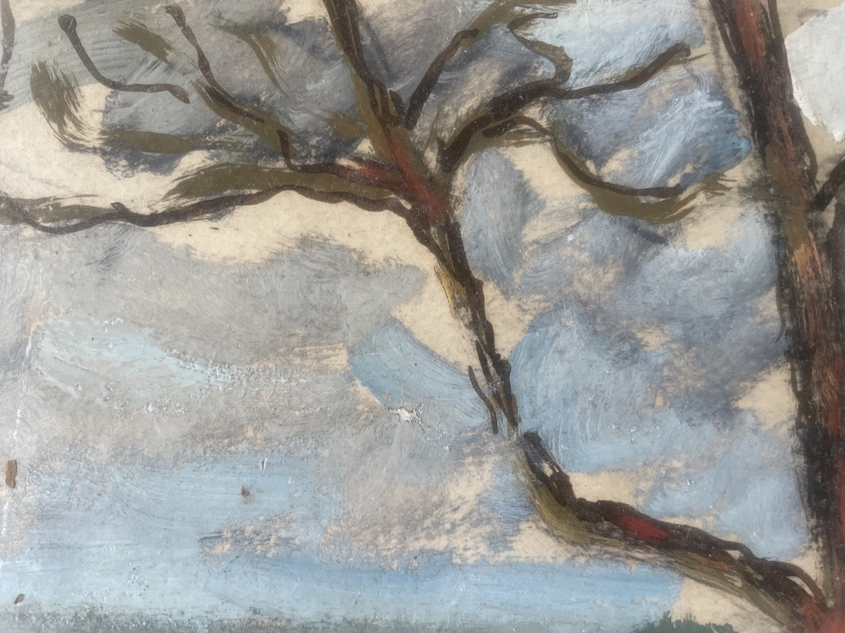 Coastline And Umbrella Pines -photo-5