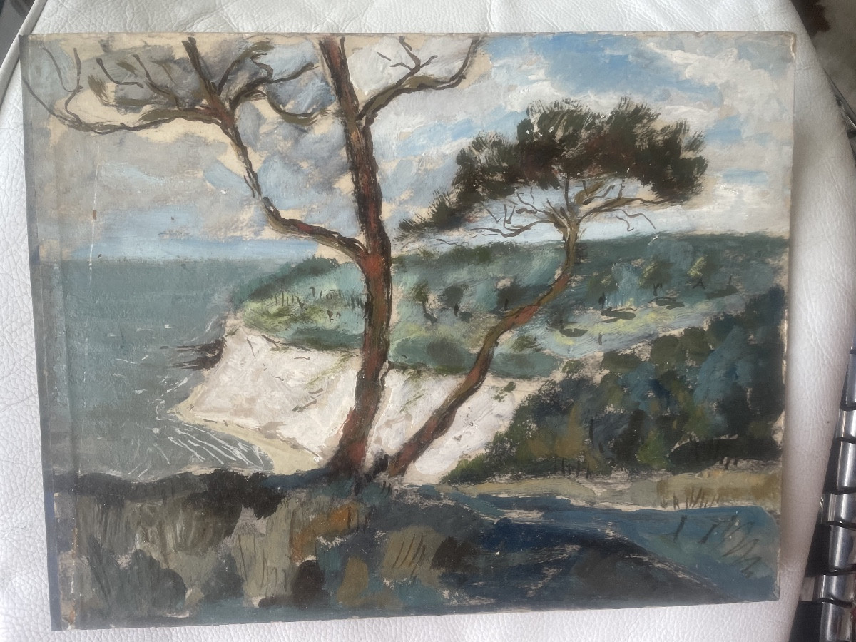 Coastline And Umbrella Pines 