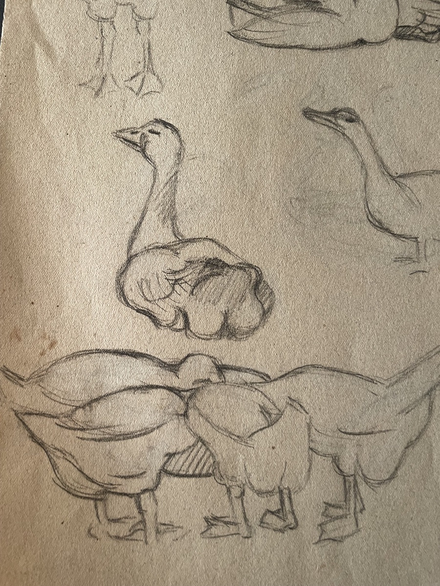 Study Of Geese Drawing -photo-2
