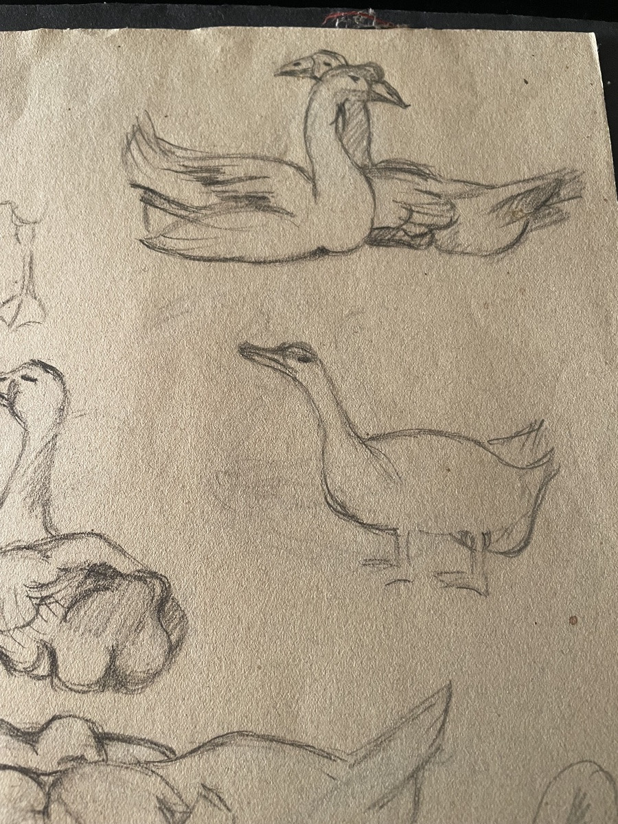 Study Of Geese Drawing -photo-3