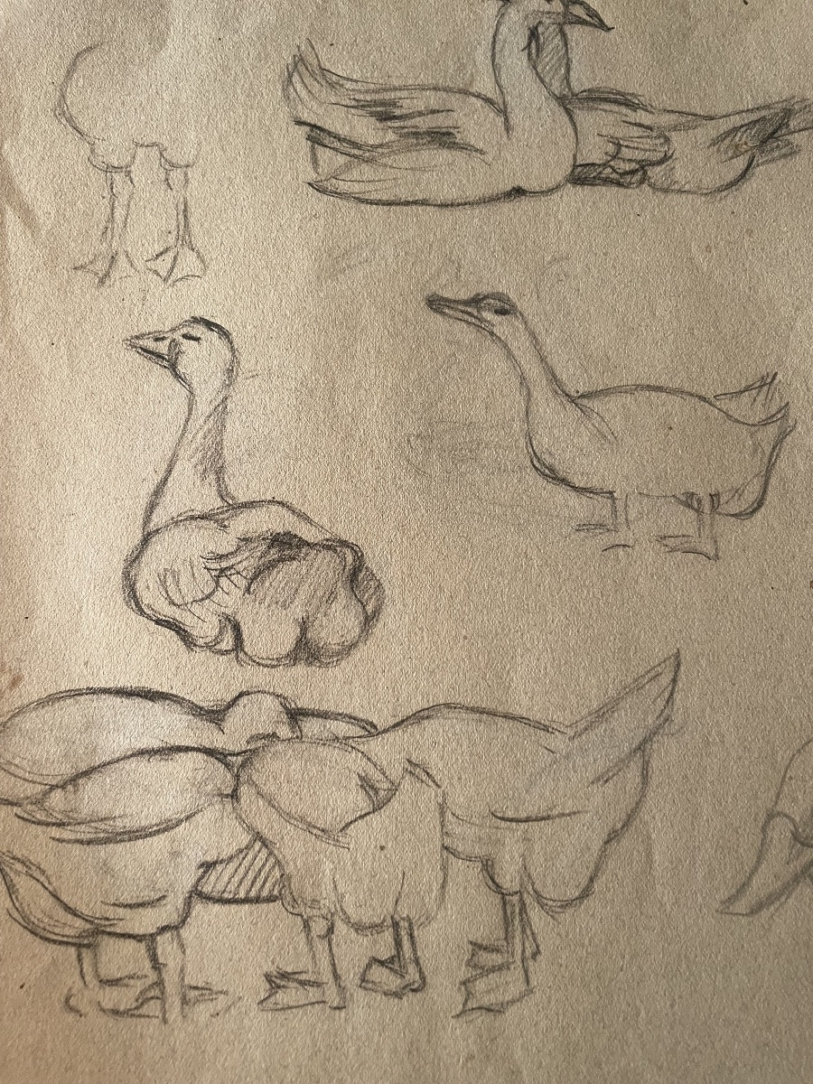 Study Of Geese Drawing -photo-4
