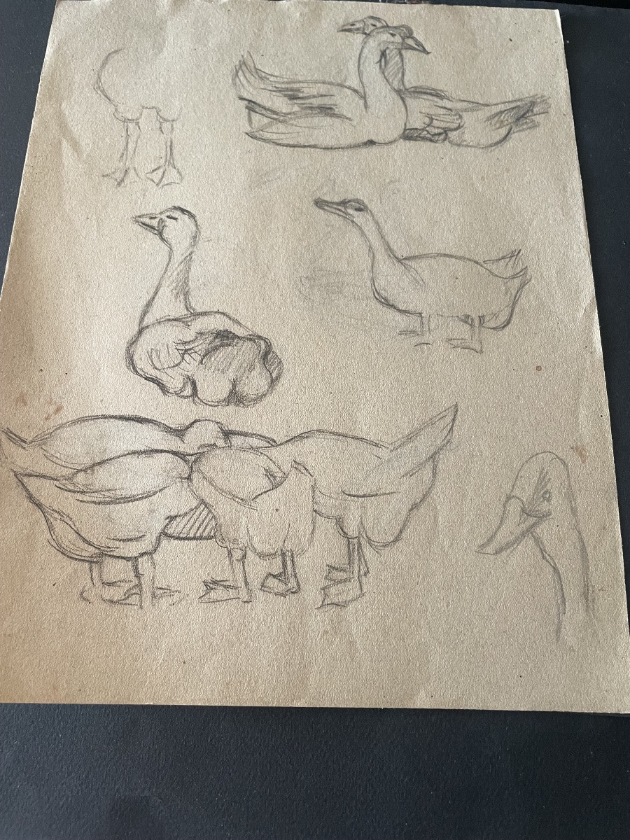 Study Of Geese Drawing -photo-1
