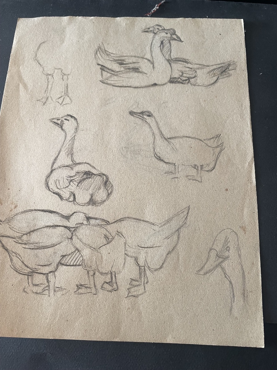 Study Of Geese Drawing -photo-4