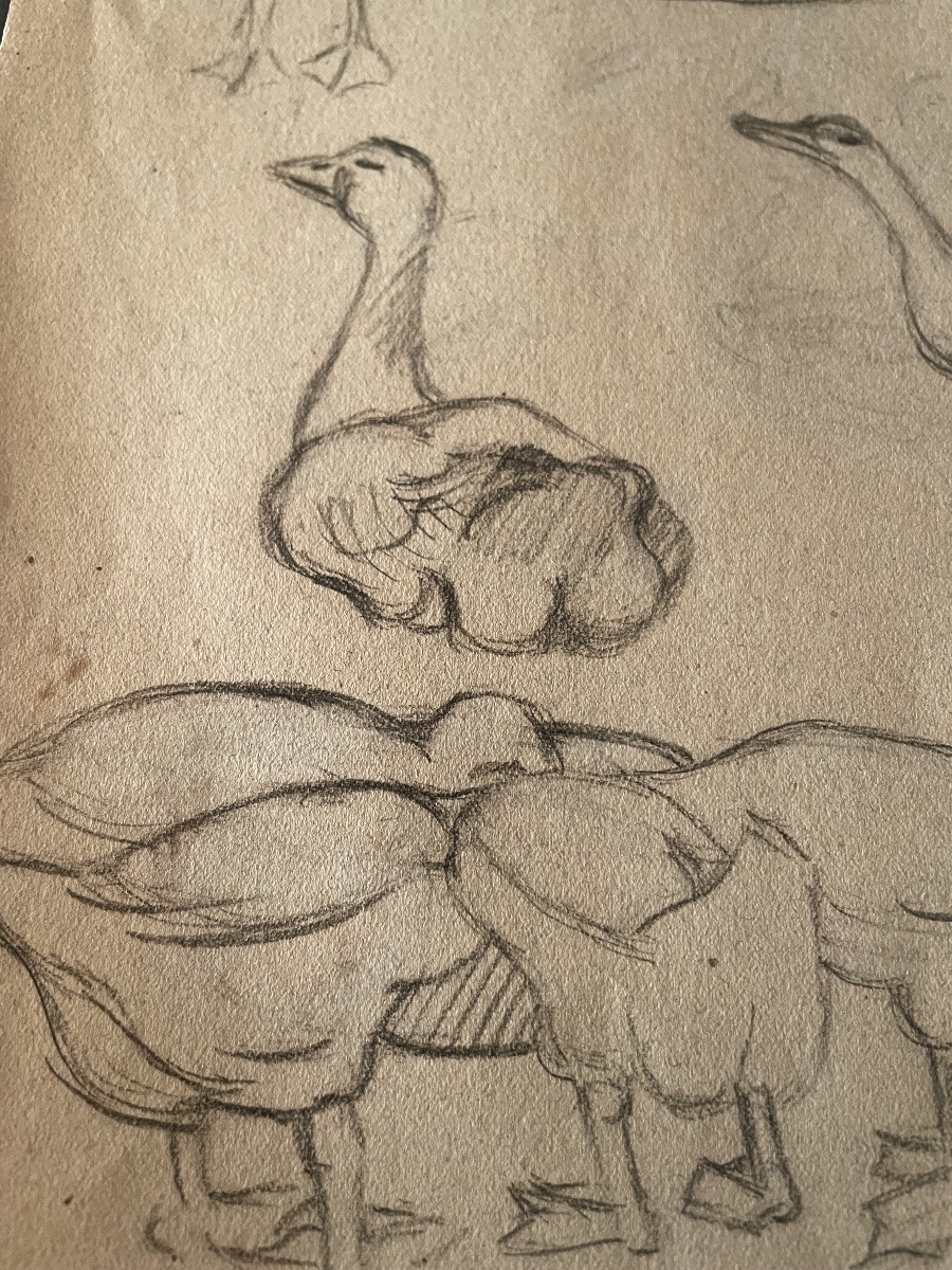 Study Of Geese Drawing -photo-6