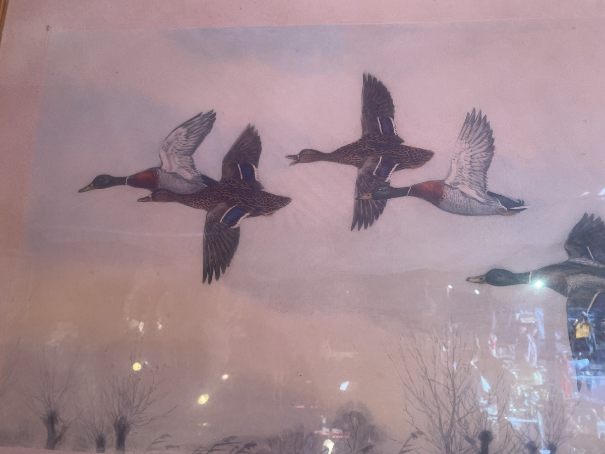 Flight Of Mallard Ducks From Riab -photo-6