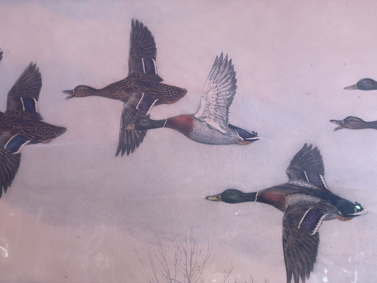 Flight Of Mallard Ducks From Riab -photo-8
