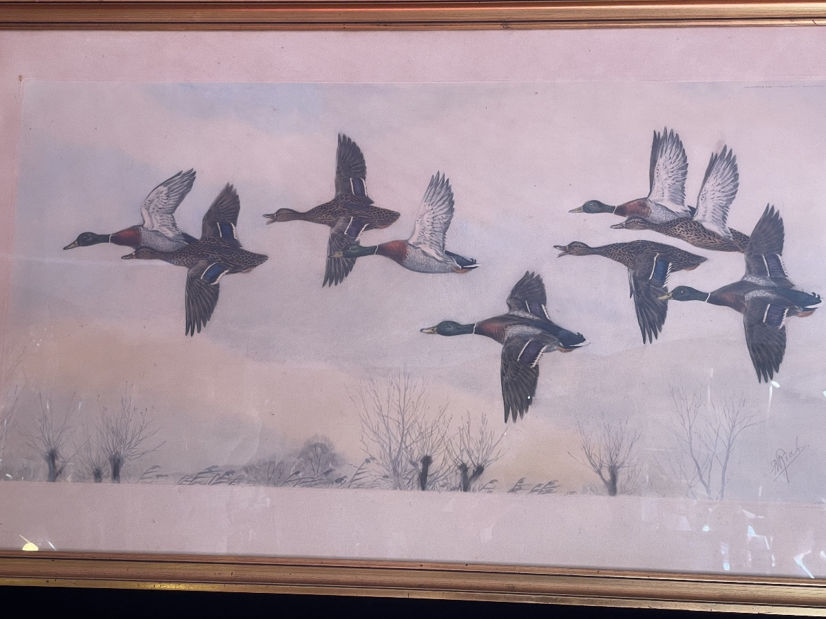 Flight Of Mallard Ducks From Riab 