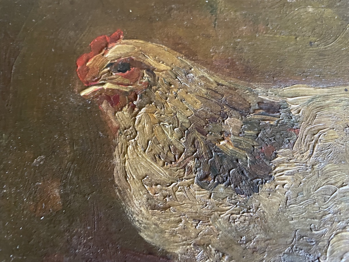 La poule de Ladeveze Cauchois -photo-4