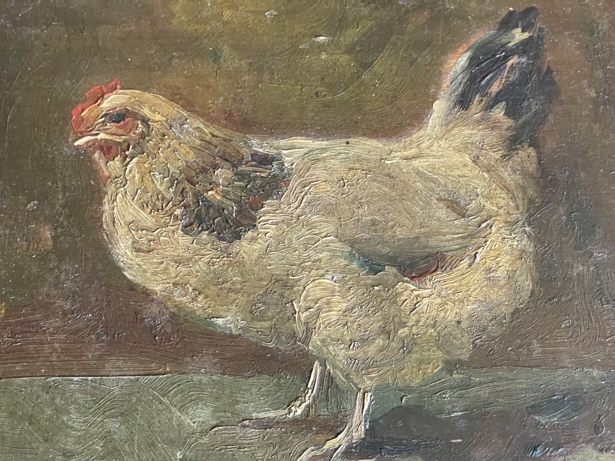 La poule de Ladeveze Cauchois -photo-3