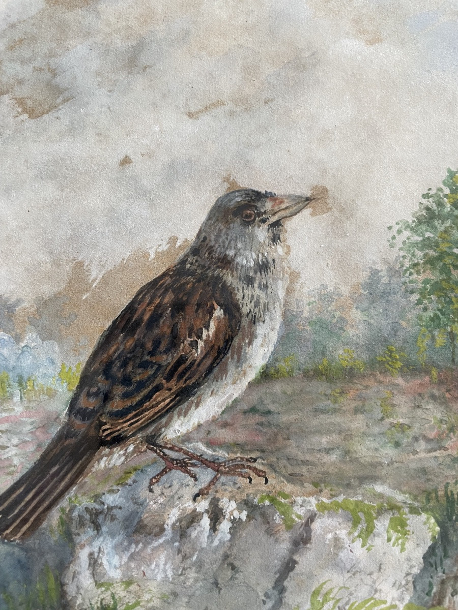 Le petit moineau « Photius «  -photo-4