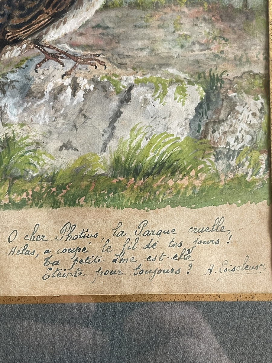 Le petit moineau « Photius «  -photo-3