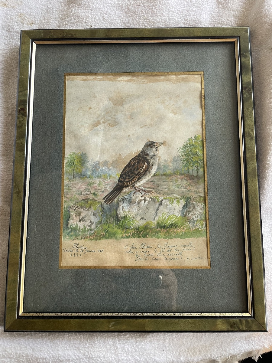 Le petit moineau « Photius «  -photo-4