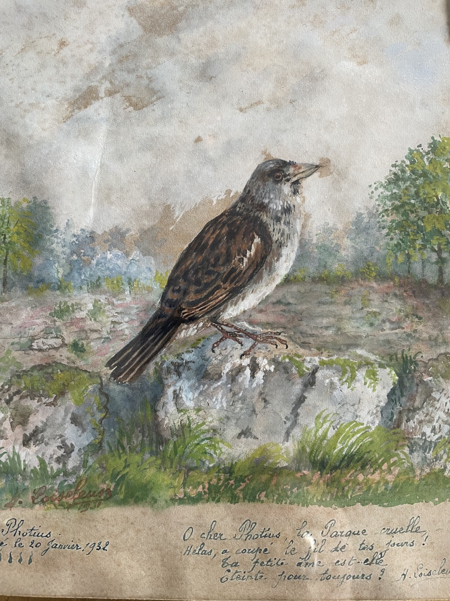 Le petit moineau « Photius «  