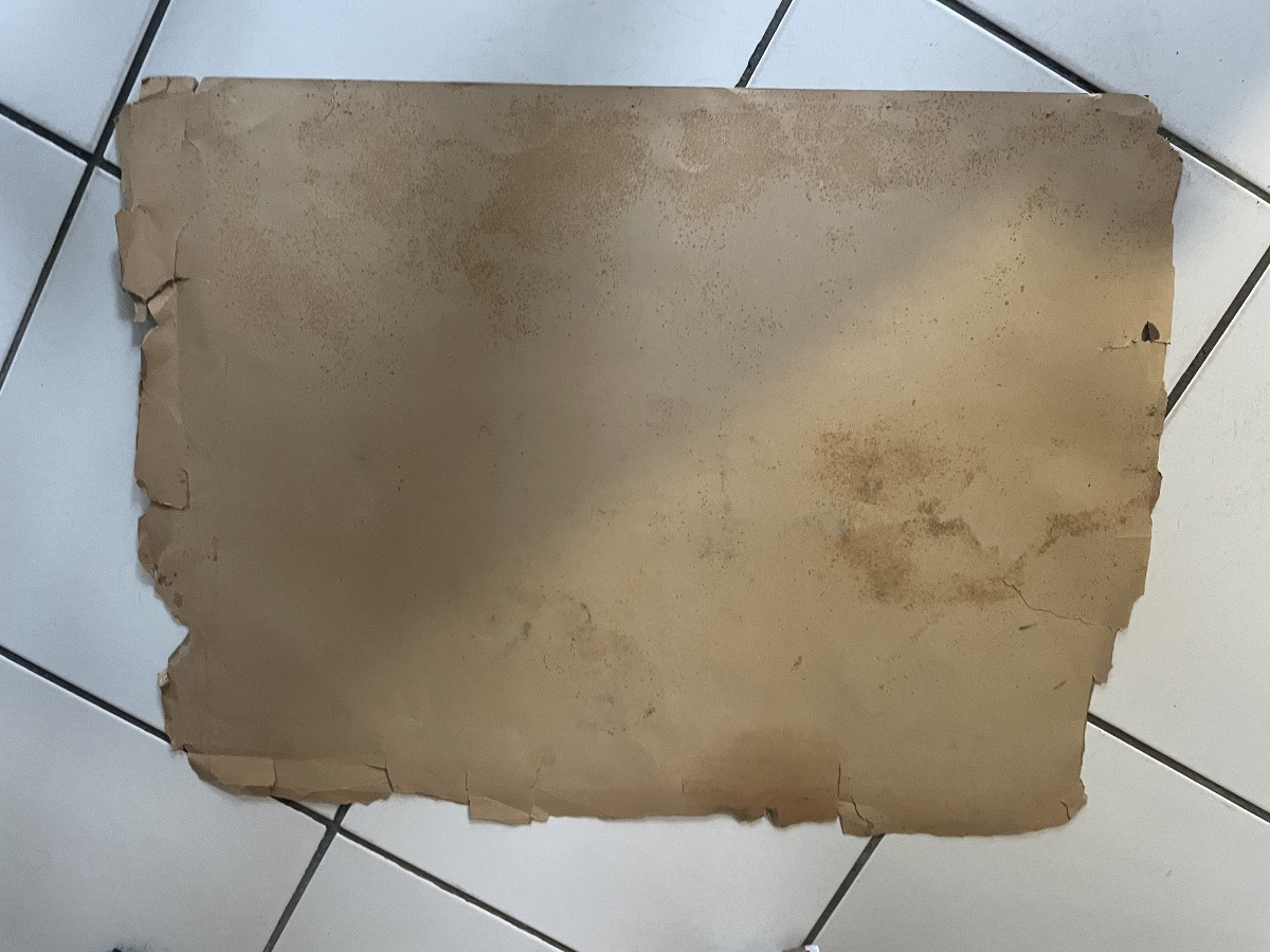 Les tulipes -photo-3