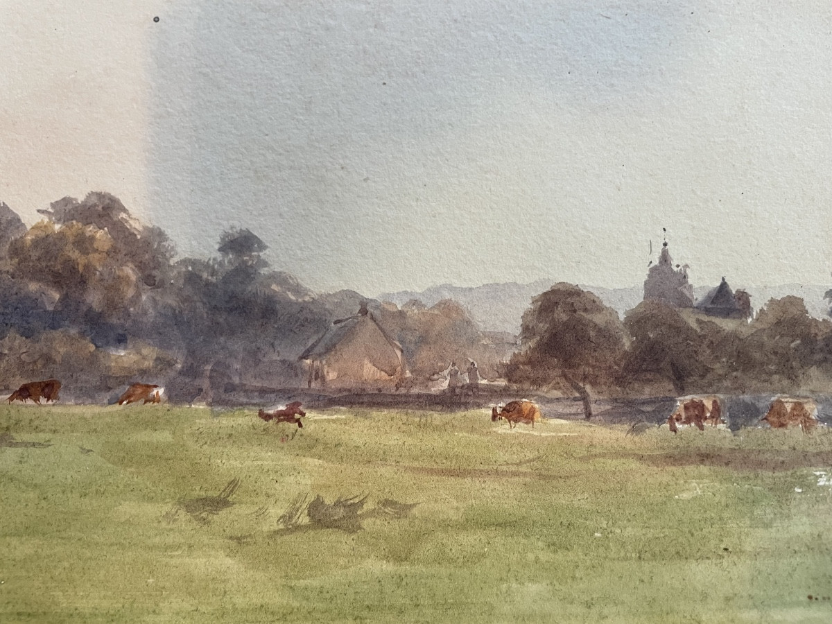 Les vaches au pâturage 