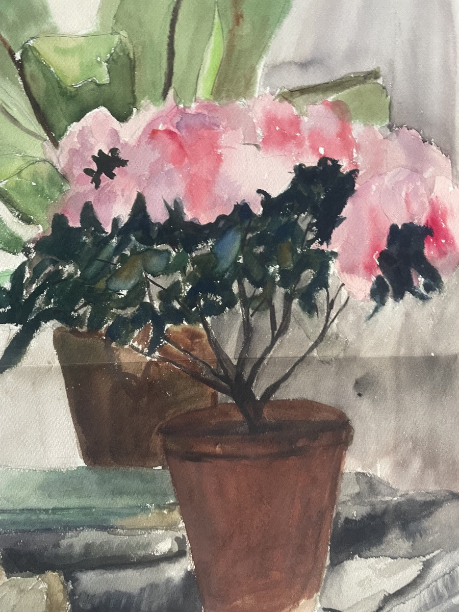 Azalée et Les plantes grasses -photo-3