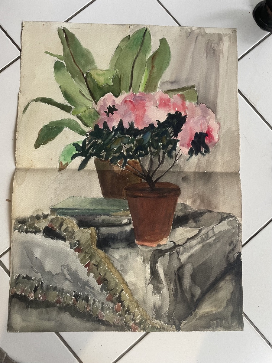 Azalée et Les plantes grasses -photo-1