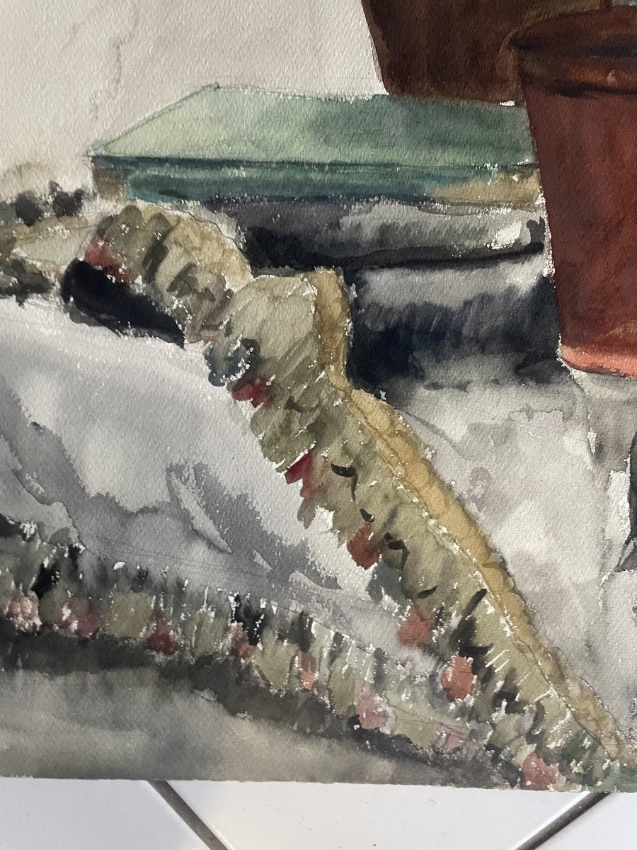 Azalée et Les plantes grasses -photo-5