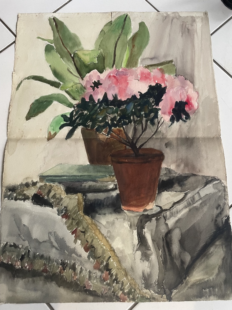 Azalée et Les plantes grasses 