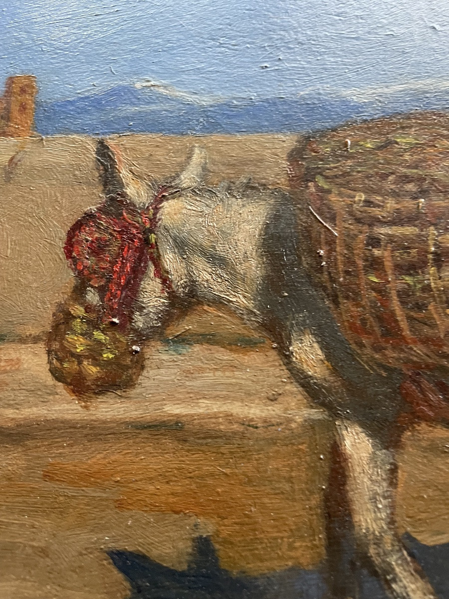 Les ânes de René Choquet -photo-7