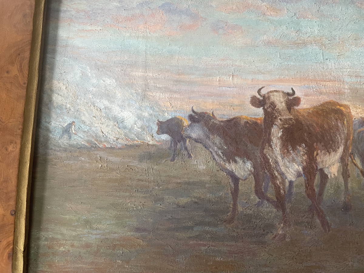 Cows In The Meadow-photo-2