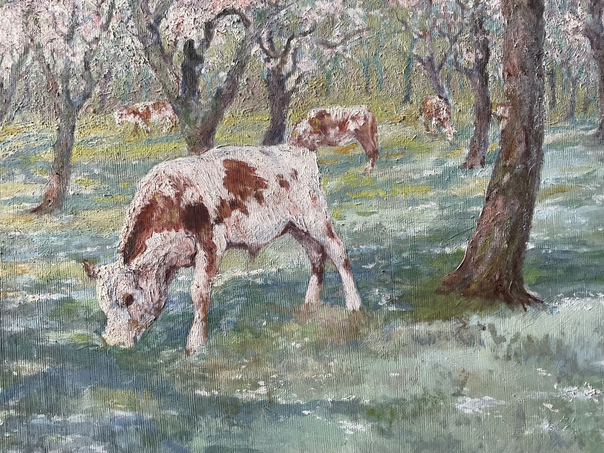 Cows And Calves Grazing -photo-1