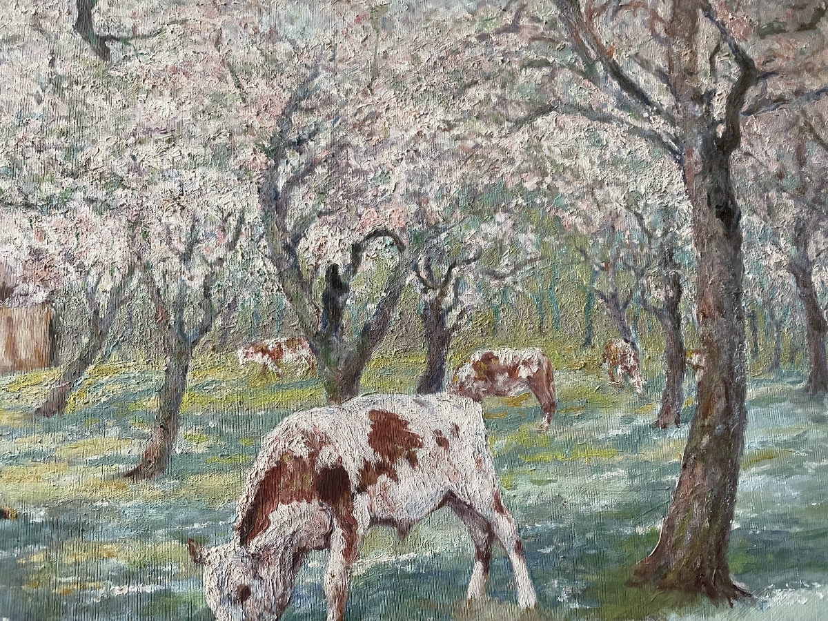 Cows And Calves Grazing 