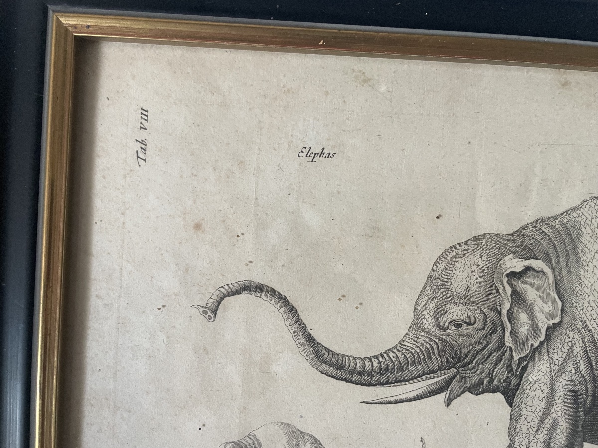 Gravure éléphants XVIIIEME -photo-2