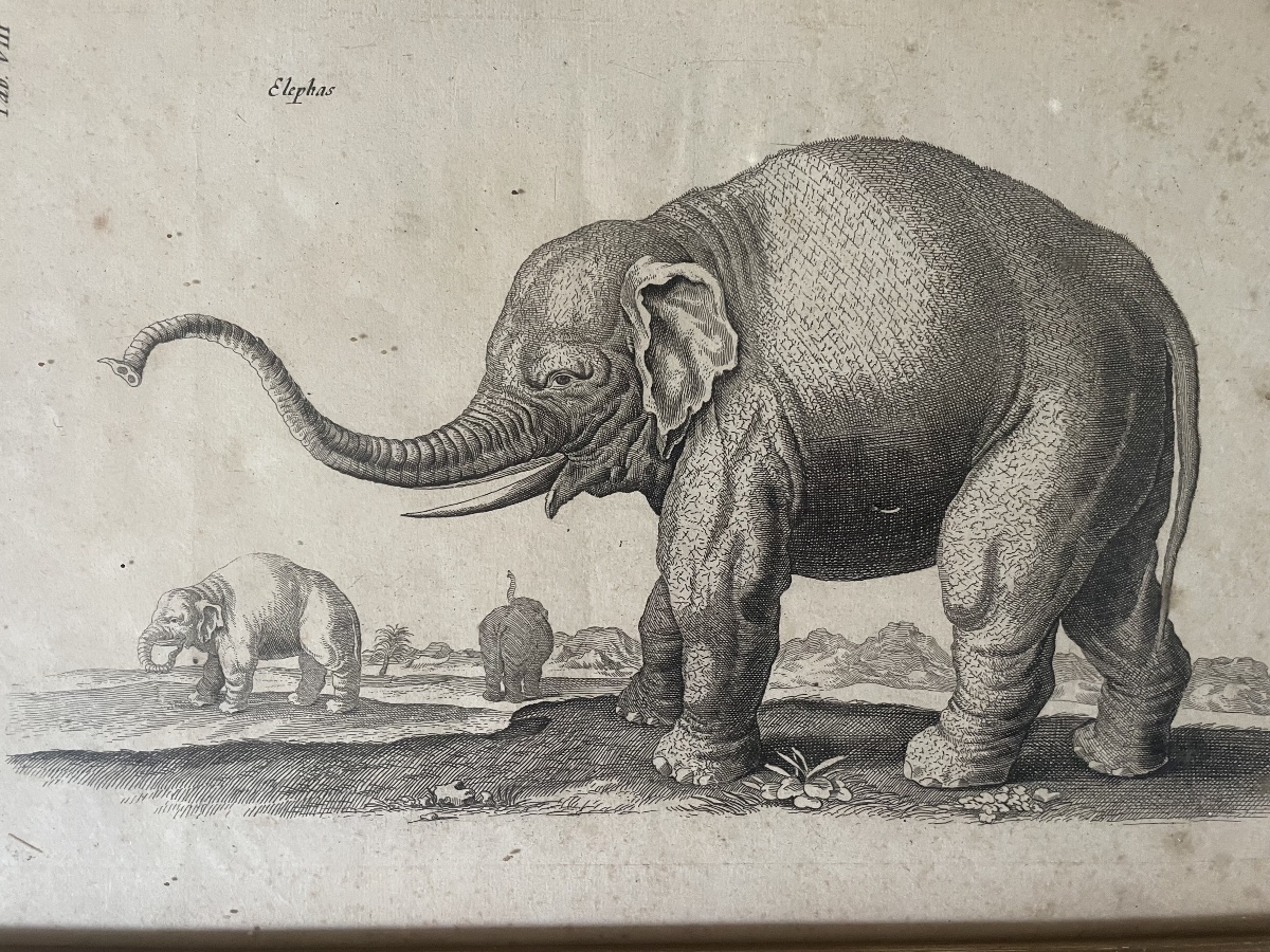 Gravure éléphants XVIIIEME -photo-4