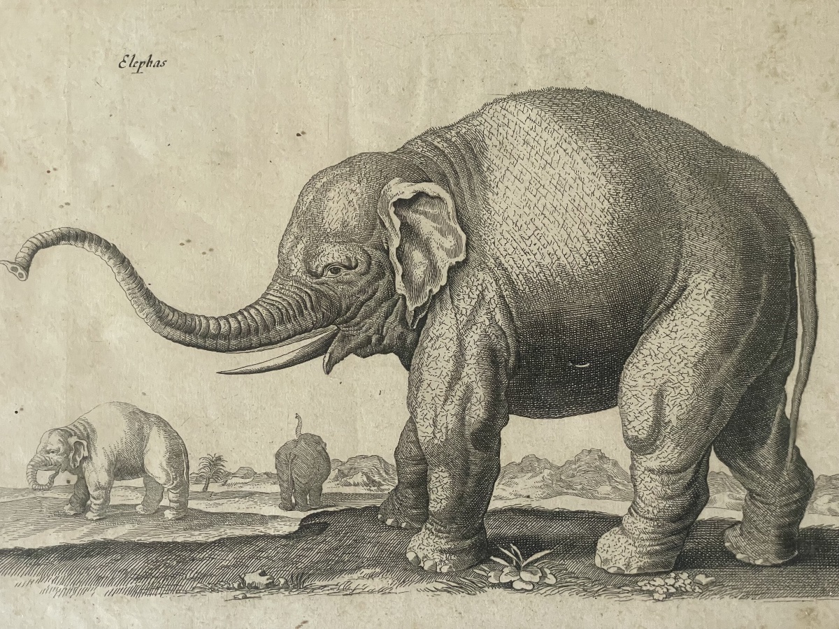 Gravure éléphants XVIIIEME -photo-2