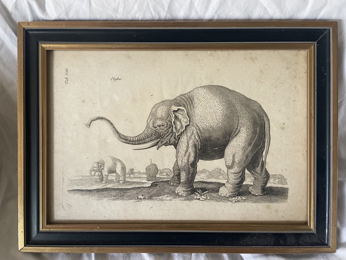 Gravure éléphants XVIIIEME -photo-3