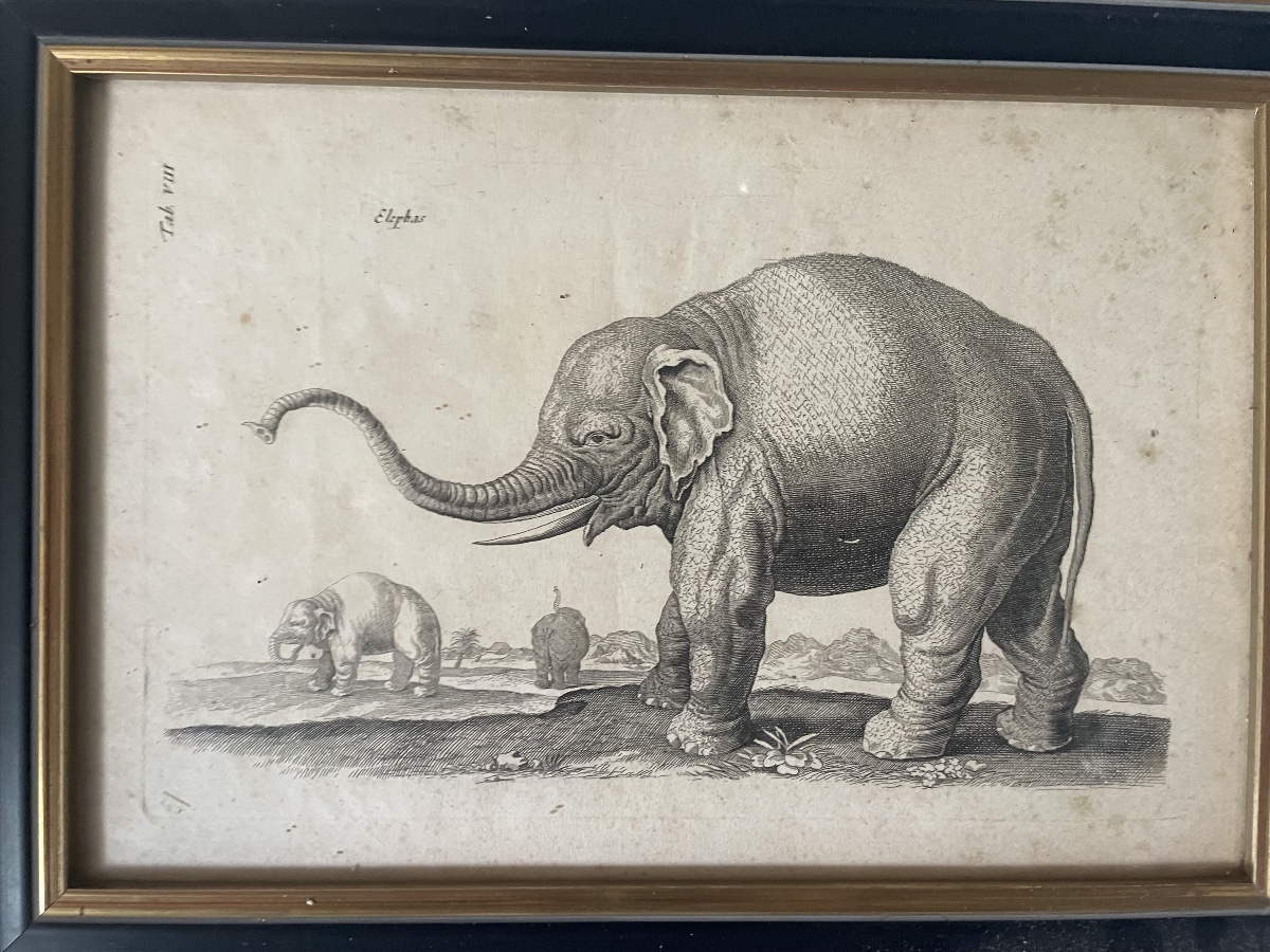 Gravure éléphants XVIIIEME -photo-4
