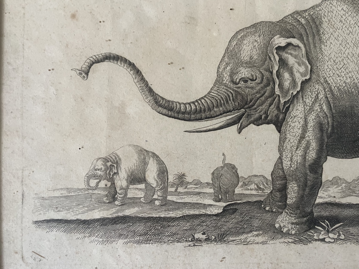 Gravure éléphants XVIIIEME -photo-5