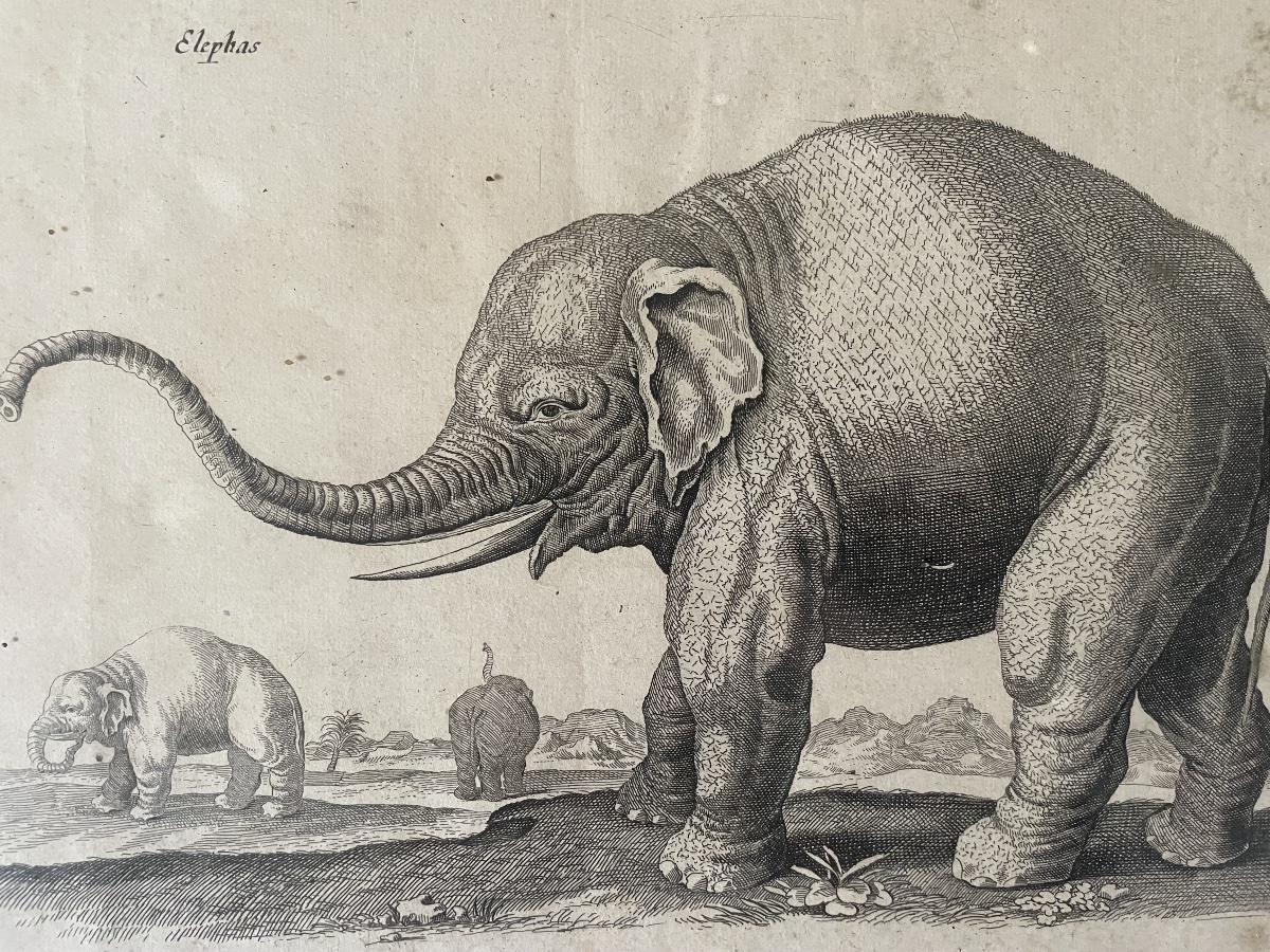 Gravure éléphants XVIIIEME -photo-6