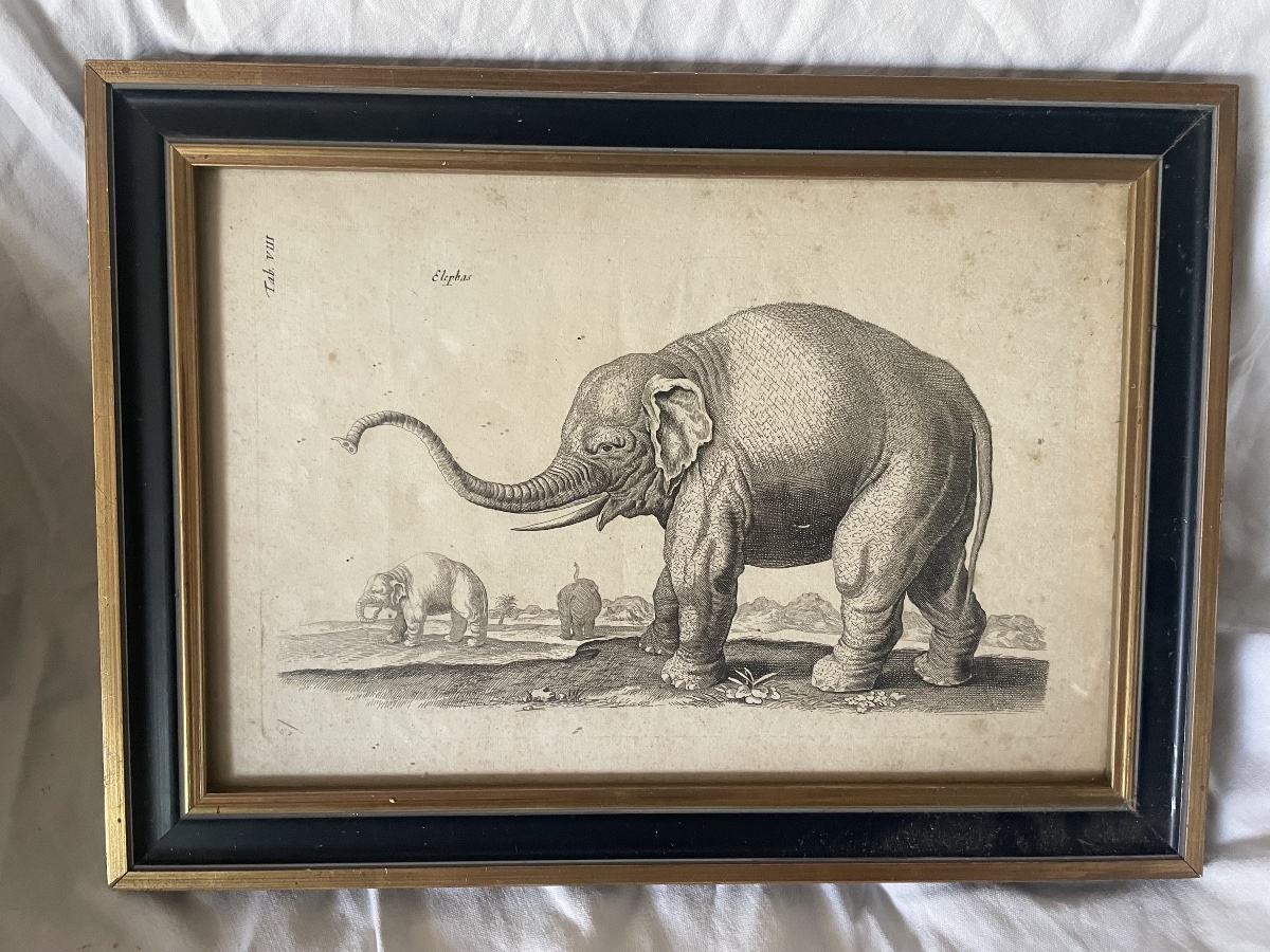 Gravure éléphants XVIIIEME -photo-7