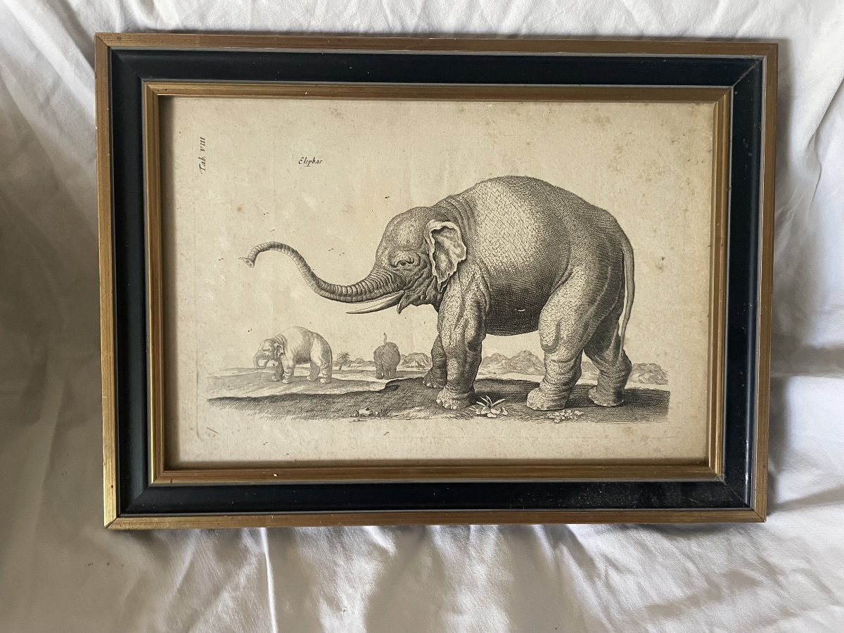 Gravure éléphants XVIIIEME 