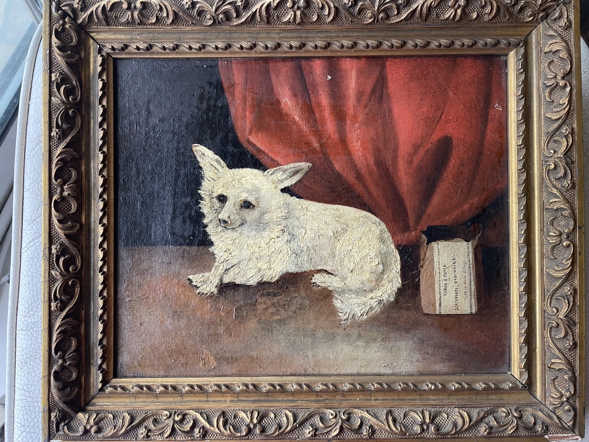 Le petit chien de salon -photo-1