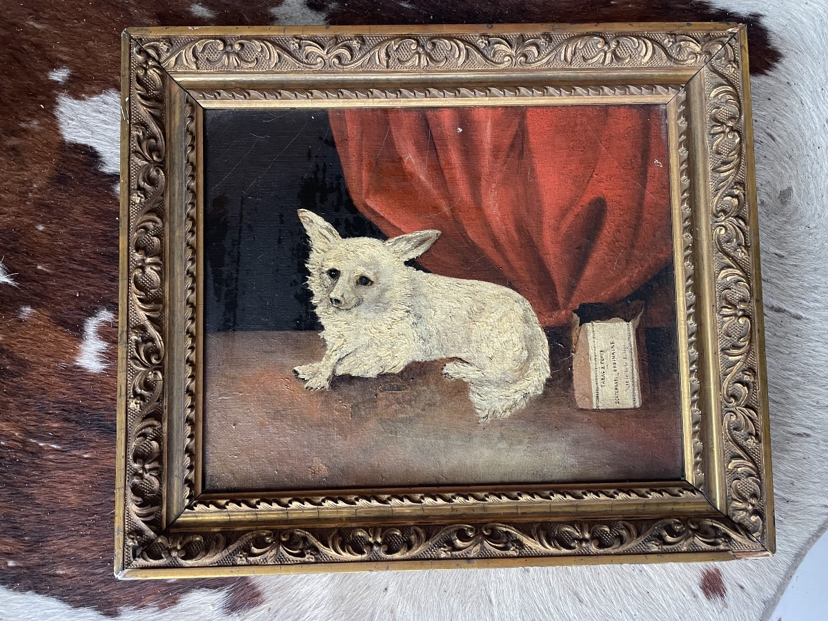 Le petit chien de salon -photo-5