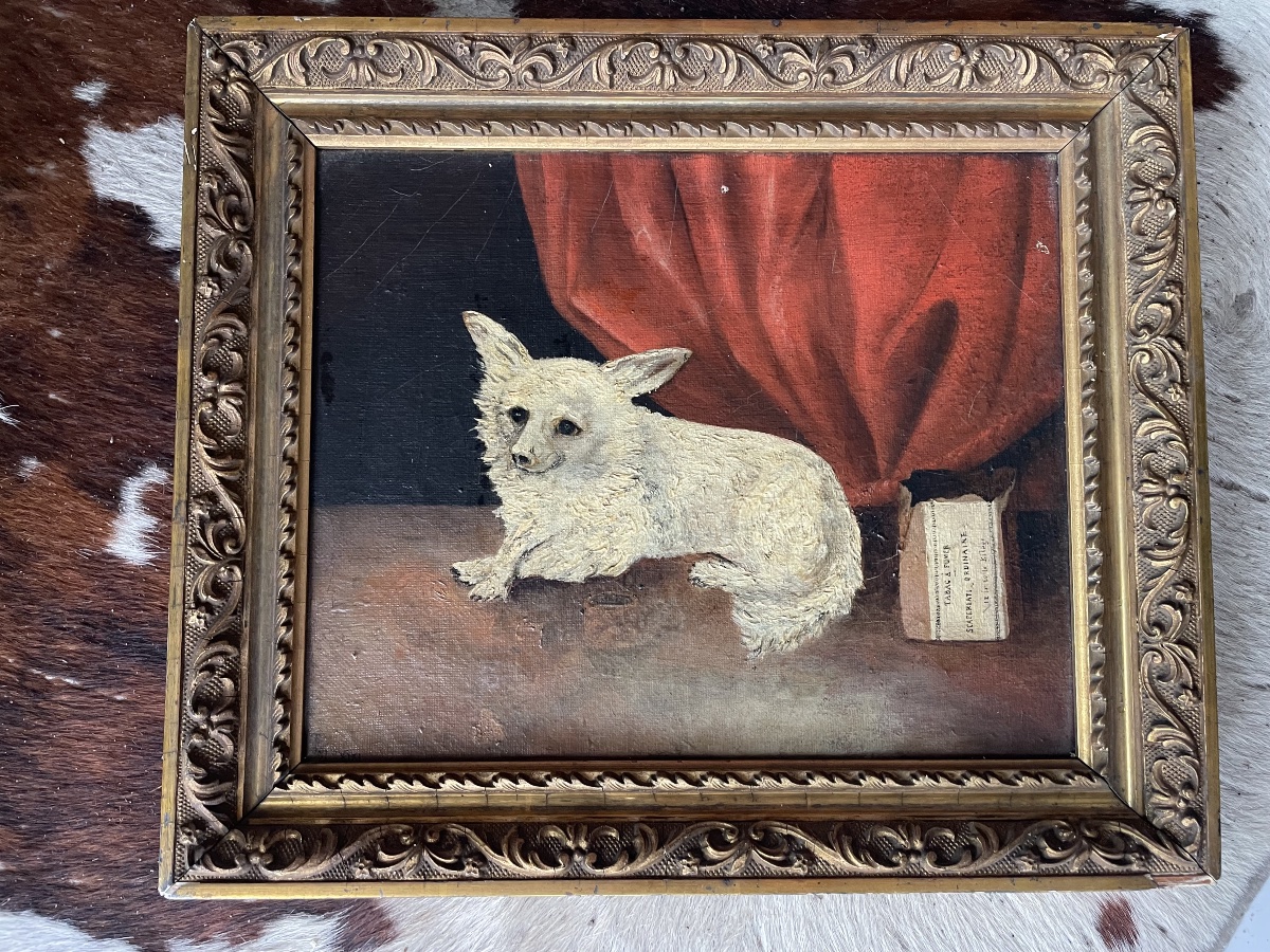Le petit chien de salon -photo-6
