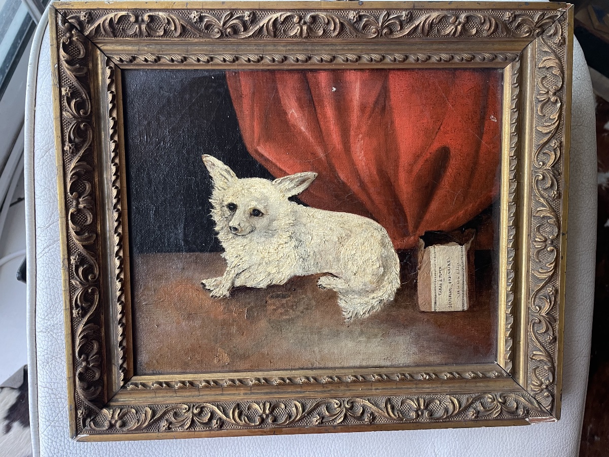 Le petit chien de salon 