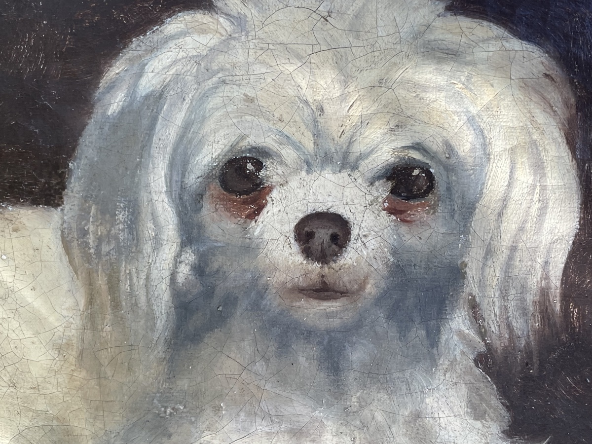 Le petit chien bichon -photo-3