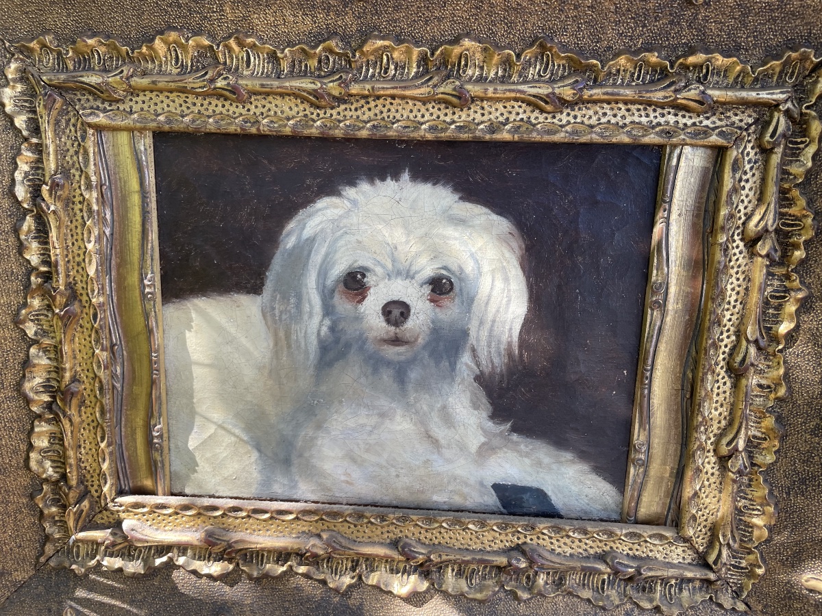 Le petit chien bichon -photo-1